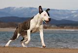 AMSTAFF ADULT 272
